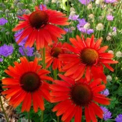 Echinacea 'Hot Lava' (PBR)