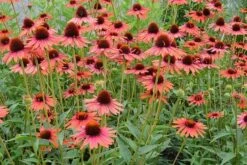 Echinacea 'Hot Lava' (PBR) -Garden Plant Store pl2000024661 card3 lg