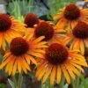Echinacea 'Flame Thrower' (PBR) -Garden Plant Store pl2000024662