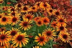 Echinacea 'Flame Thrower' (PBR) -Garden Plant Store pl2000024662 card3 lg