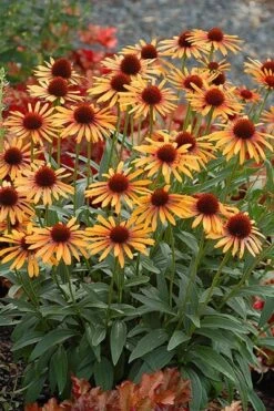Echinacea 'Flame Thrower' (PBR) -Garden Plant Store pl2000024662 card4 lg