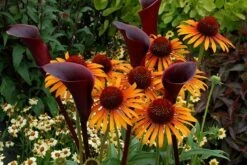 Echinacea 'Flame Thrower' (PBR) -Garden Plant Store pl2000024662 card5 lg