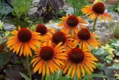 Echinacea 'Flame Thrower' (PBR) -Garden Plant Store pl2000024662 card6 lg