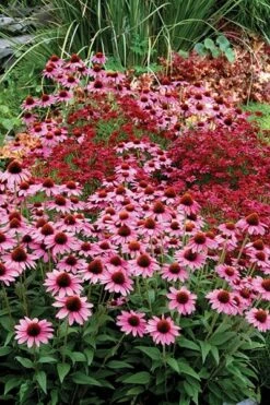 Echinacea 'Amazing Dream' (PBR) -Garden Plant Store pl2000024665 card5 lg