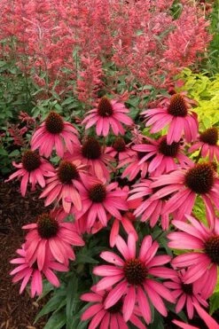 Echinacea 'Amazing Dream' (PBR) -Garden Plant Store pl2000024665 card6 lg