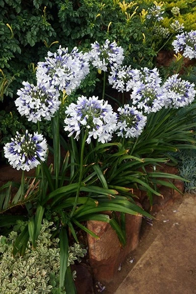 Agapanthus Twister ('Ambic001') (PBR) Agapanthus Twister ('Ambic001') (PBR) -Garden Plant Store pl2000024684 card2 lg