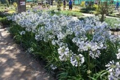 Agapanthus Twister ('Ambic001') (PBR) 2 Agapanthus Twister ('Ambic001') (PBR) -Garden Plant Store pl2000024684 card3 lg