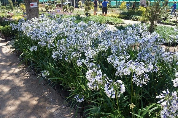 Agapanthus Twister ('Ambic001') (PBR) Agapanthus Twister ('Ambic001') (PBR) -Garden Plant Store pl2000024684 card3 lg