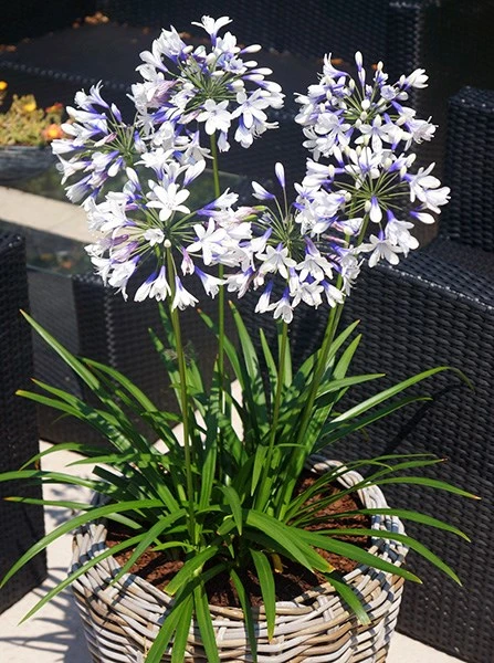 Agapanthus Twister ('Ambic001') (PBR) Agapanthus Twister ('Ambic001') (PBR) -Garden Plant Store pl2000024684 card4 lg