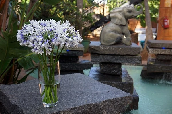 Agapanthus Twister ('Ambic001') (PBR) Agapanthus Twister ('Ambic001') (PBR) -Garden Plant Store pl2000024684 card5 lg