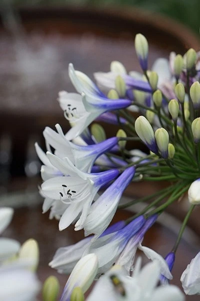 Agapanthus Twister ('Ambic001') (PBR) Agapanthus Twister ('Ambic001') (PBR) -Garden Plant Store pl2000024684 card6 lg