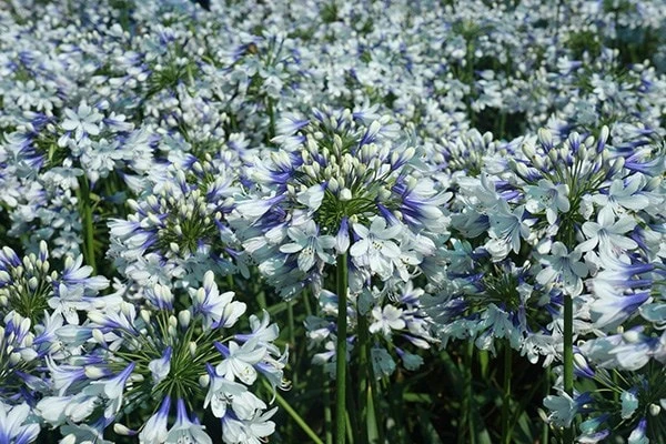 Agapanthus Twister ('Ambic001') (PBR) Agapanthus Twister ('Ambic001') (PBR) -Garden Plant Store pl2000024684 card7 lg
