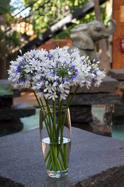 Agapanthus Twister ('Ambic001') (PBR) Agapanthus Twister ('Ambic001') (PBR) -Garden Plant Store pl2000024684 card8 lg