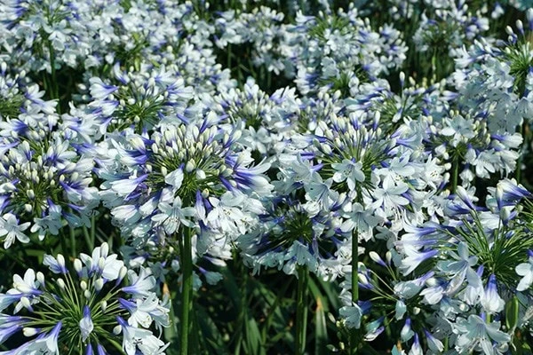 Agapanthus Twister ('Ambic001') (PBR) Agapanthus Twister ('Ambic001') (PBR) -Garden Plant Store pl2000024684 card9 lg