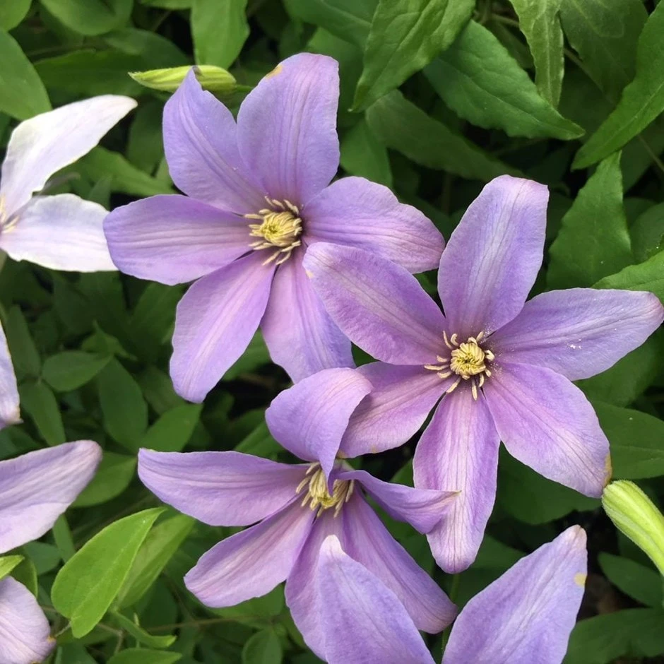 Clematis 'Sugar Sweet' (PBR) Clematis 'Sugar Sweet' (PBR) -Garden Plant Store pl2000024813