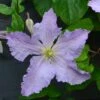 Clematis 'Blue Angel' 3 Clematis 'Blue Angel' -Garden Plant Store pl2000024818