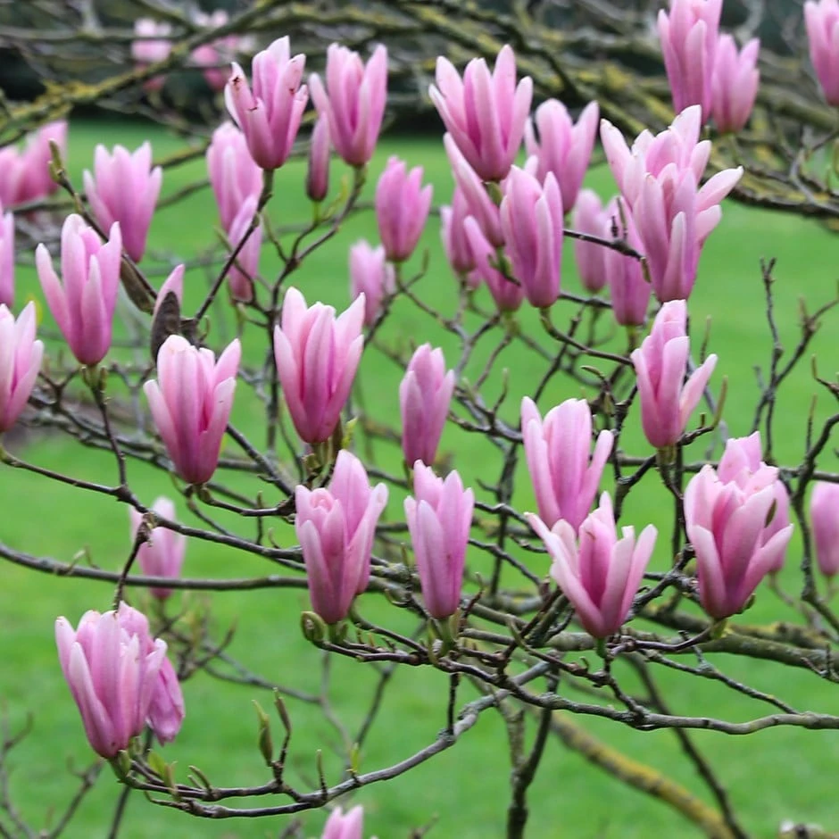 Magnolia 'Heaven Scent' Magnolia 'Heaven Scent' -Garden Plant Store pl2000024820