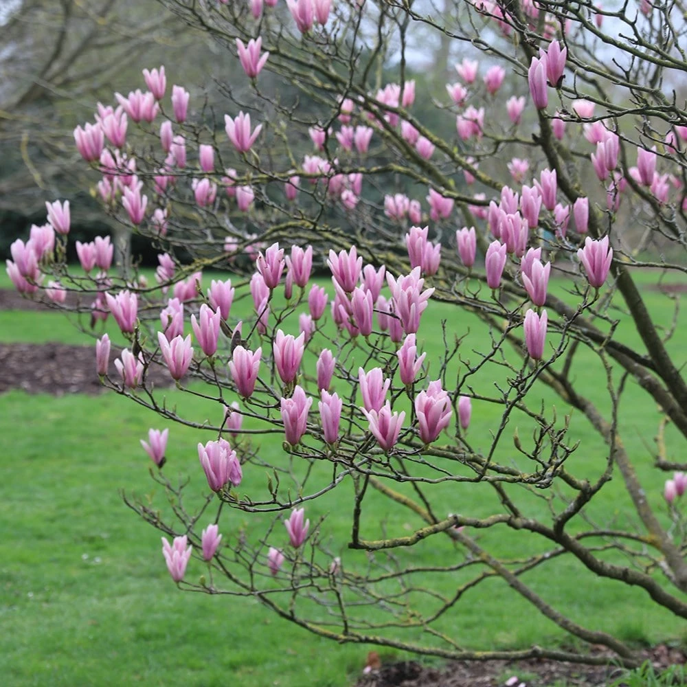 Magnolia 'Heaven Scent' Magnolia 'Heaven Scent' -Garden Plant Store pl2000024820 card2 lg