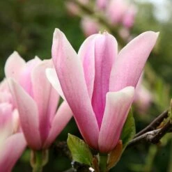 Magnolia 'Heaven Scent' 3 Magnolia 'Heaven Scent' -Garden Plant Store pl2000024820 card4 lg