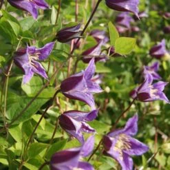 Clematis Prince William ('Zo08171') (PBR) -Garden Plant Store pl2000024906 card2 lg