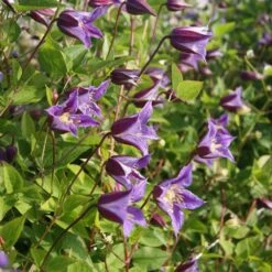 Clematis Prince William ('Zo08171') (PBR) -Garden Plant Store pl2000024906 card4 lg