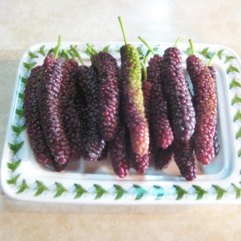 mulberry 'Giant Fruit' Mulberry 'Giant Fruit' -Garden Plant Store pl2000024920