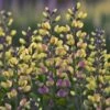 Baptisia 'Pink Lemonade' -Garden Plant Store pl2000025124