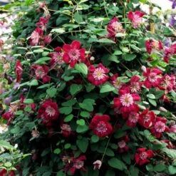 Clematis Avant-garde ('Evipo033') (PBR) -Garden Plant Store pl2000025351 card3 lg