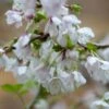 Prunus Incisa 'Kojo-no-mai' -Garden Plant Store pl2000025804