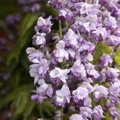 Wisteria Floribunda 'Yae-Kokuryū' -Garden Plant Store pl2000025818 card4 lg