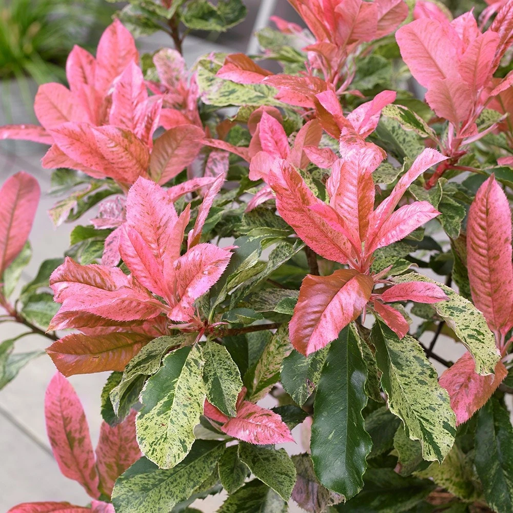 Photinia serratifolia Pink Crispy ('Oploo5') (PBR) Photinia Serratifolia Pink Crispy ('Oploo5') (PBR) -Garden Plant Store pl2000025869 card2 lg