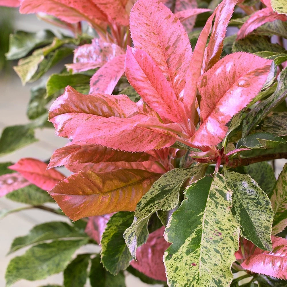 Photinia serratifolia Pink Crispy ('Oploo5') (PBR) Photinia Serratifolia Pink Crispy ('Oploo5') (PBR) -Garden Plant Store pl2000025869 card3 lg