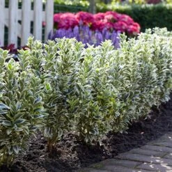 Euonymus Japonicus 'White Spire' (PBR) -Garden Plant Store pl2000026274 card3 lg