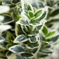 Euonymus Japonicus 'White Spire' (PBR) -Garden Plant Store pl2000026274 card5 lg