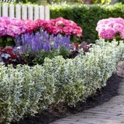 Euonymus Japonicus 'White Spire' (PBR) -Garden Plant Store pl2000026274 card6 lg