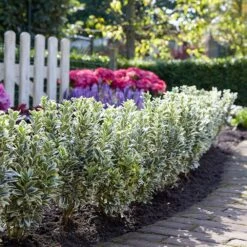 Euonymus Japonicus 'White Spire' (PBR) -Garden Plant Store pl2000026274 card7 lg