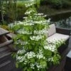 Viburnum Plicatum F. Tomentosum Kilimanjaro ('Jww1') (PBR) -Garden Plant Store pl2000026280