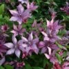 Clematis Giselle ('Evipo051') (PBR) -Garden Plant Store pl2000026298