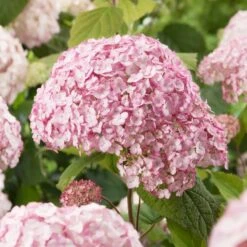 Hydrangea Arborescens 'Candybelle Bubblegum' (PBR)