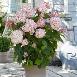 Hydrangea Arborescens 'Candybelle Bubblegum' (PBR) -Garden Plant Store pl2000026315 card3 lg