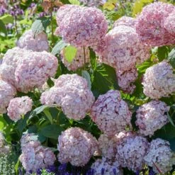 Hydrangea Arborescens 'Candybelle Bubblegum' (PBR) -Garden Plant Store pl2000026315 card4 lg