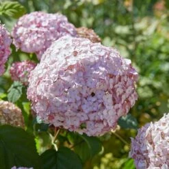 Hydrangea Arborescens 'Candybelle Bubblegum' (PBR) -Garden Plant Store pl2000026315 card5 lg