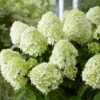 Hydrangea Paniculata Little Spooky ('GRHP08') (PBR) -Garden Plant Store pl2000026318