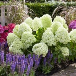 Hydrangea Paniculata Little Spooky ('GRHP08') (PBR) -Garden Plant Store pl2000026318 card3 lg