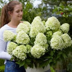 Hydrangea Paniculata Little Spooky ('GRHP08') (PBR) -Garden Plant Store pl2000026318 card7 lg