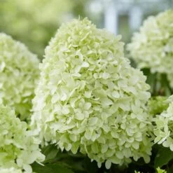 Hydrangea Paniculata Little Spooky ('GRHP08') (PBR) -Garden Plant Store pl2000026318 card8 lg