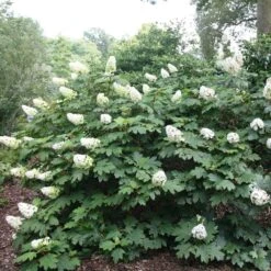 Hydrangea Quercifolia -Garden Plant Store pl2000026323 card3 lg