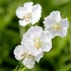 Geranium Phaeum 'Album' -Garden Plant Store pl2000027169