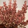 Coprosma Repens 'Pacific Dawn' -Garden Plant Store pl2000027208