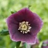 Helleborus × Hybridus Harvington Dusky -Garden Plant Store pl2000027214